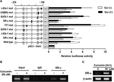 Curcumin-mediated transcriptional regulation of human N-acetylgalactosamine-α2,6-sialyltransferase which synthesizes sialyl-Tn antigen in HCT116 human colon cancer cells